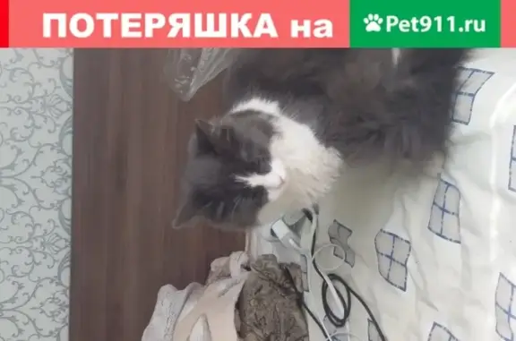 Найдена кошка в Ясенево, Литовский б-р, д.3к2