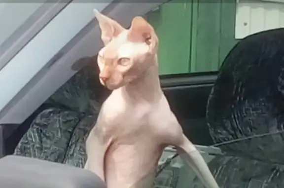 Пропала кошка Кот канадский сфинкс в Тамбове.