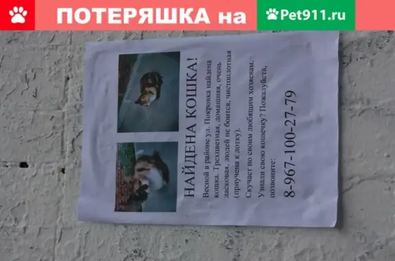 Найдена кошка на улице Покровка, Москва