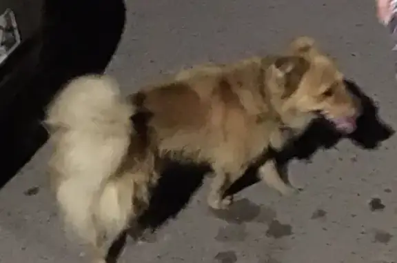 Собака на ул. Некрасова, 22 - рыжая с чёрным ошейником