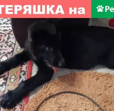 Пропала собака в Севастополе, район Сапун-Гора, помогите!