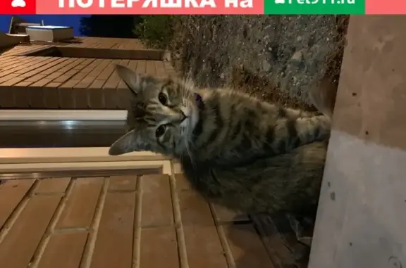 Ухоженная кошка ждет хозяев в Химках