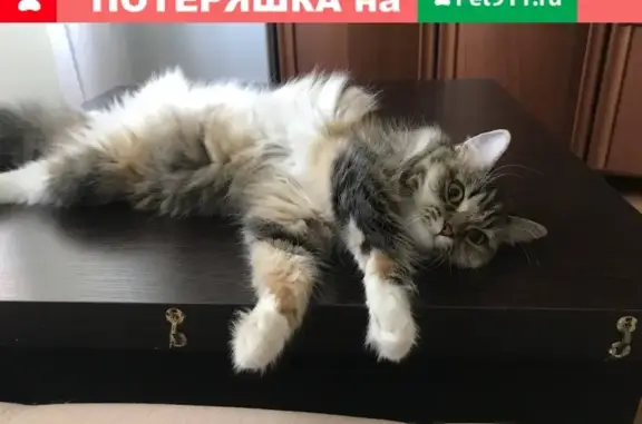 Пропала маленькая кошка в Сургуте