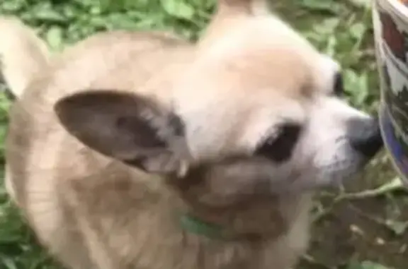 Пропала собака Вичи в Малаховке, зелёный ошейник, 15 лет, звонить по 89263241057
