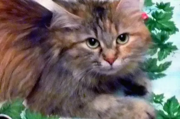 Пропала кошка в Иглино, возраст 2 года, имя Фиса (Анфиса) - вознаграждение гарантировано!