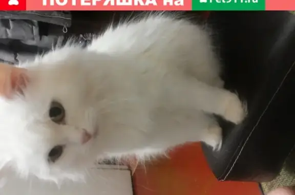 Кошки потеряшки, Новосибирск, фото: Потеряшка белая ангорская кошка в Новосибирске