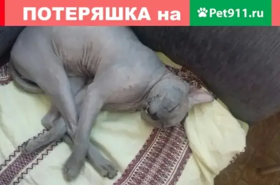 Найден кот сфинкс на ул. Газавиков 18 в Заречном