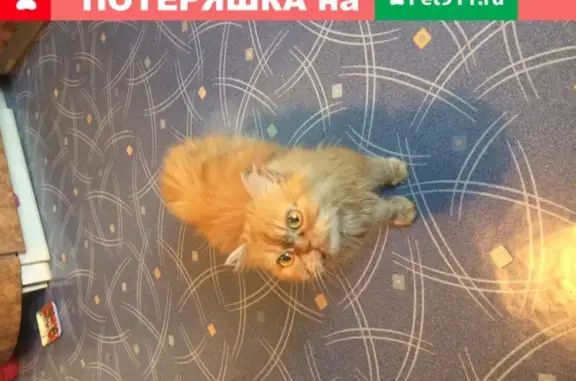 Найдена Персидская кошка в Тюмени