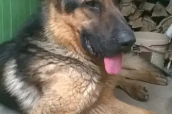 Найдена сильно истощенная немецкая собака в Челябинске