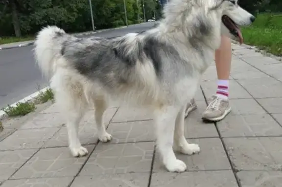 Найдена собака в Сергиевом Посаде, Московская область