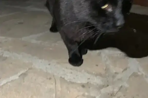 Найдена кошка в Орехово, ЛО