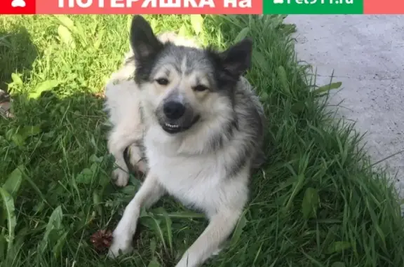 Пропала собака Масяня в пос. Ключи, Томск