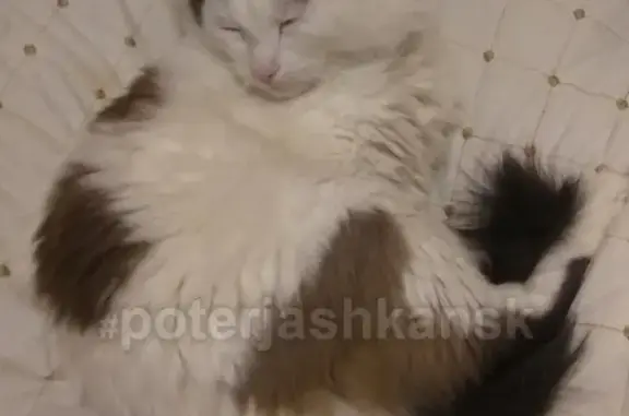 Кошки потеряшки, Новосибирск, фото: Потеряшка кошка на Экваторной 1, вознаграждение.