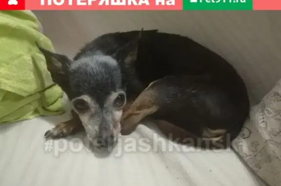 Найдена собака в Октябрьском районе на углу Хитровской и Дубравы.