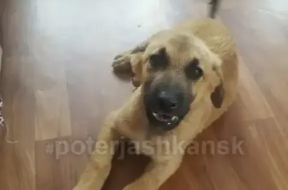 Найден щенок в Боровом, ищем хозяев или новый дом