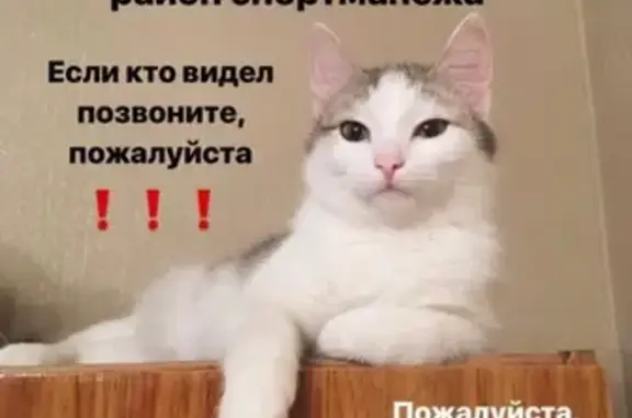 Пропала кошка в Ленинск-Кузнецком, район спортманежа, дом 14