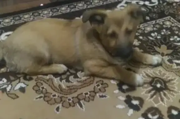 Найден щенок в Кемерово, район телецентра