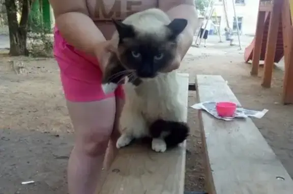 Найден сиамский кот на ул. Таежной в Чите