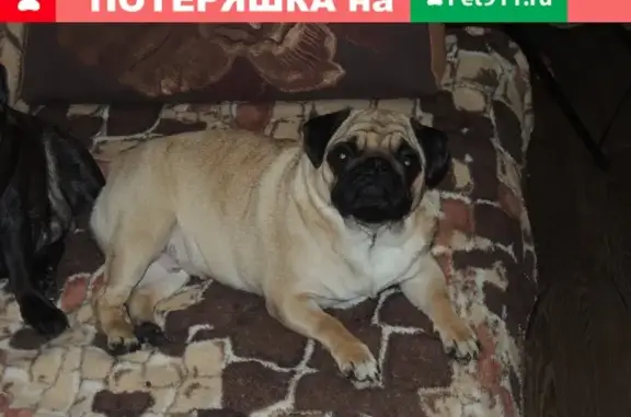 Пропала собака в Жучках - Мопс, девочка, Абрикосового окраса (Хотьково)