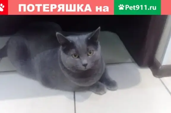 Найдена кошка в СПб, Кировский район - ул. Маршала Казакова, д.26