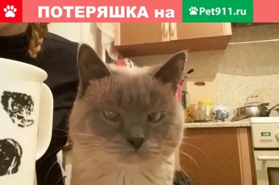 Пропал кот в Сургуте на Энергетиков 19..