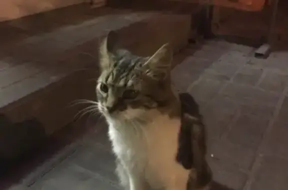 Найдена кошка возле магазина в Белгороде