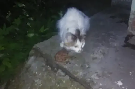 Найдена кошка в районе Капошвара!