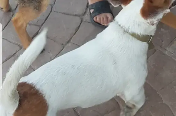 Пропала собака в Анапе: джек-рассел-терьер.