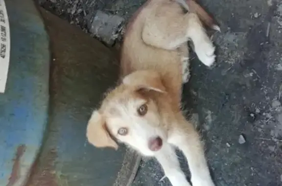 Пропал щенок в Минусинске, Красноярский край