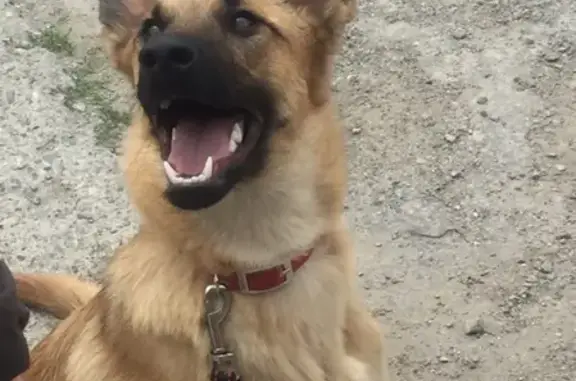 Пропала собака Мери в Казани, поселок Салмачи