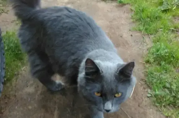 Потерянная кошка на ул. Кирова в Бабаево