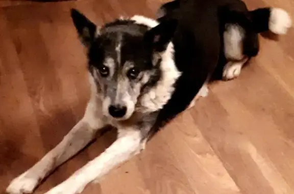 Собаки потеряшки, Кострома, фото: Потеряшка собака на ул. Катушечной, Кострома