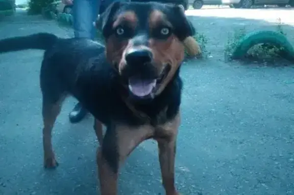 Найдена собака на улице с ошейником в Пензе
