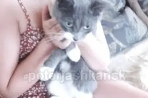 Найдена кошка на даче в Павино