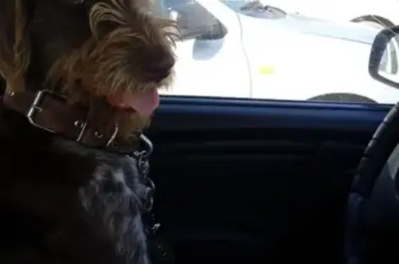 Пропала собака в Сызрани