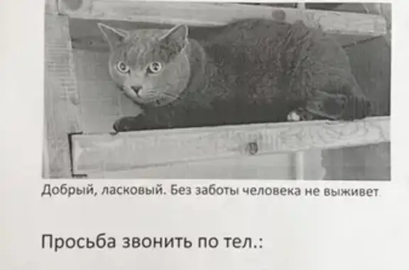 Пропал кот возле остановки в Прибрежном 1, Сургут