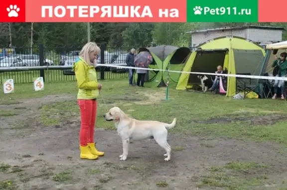 Собаки потеряшки, Нижний Новгород, фото: Потеряшка собака в Нижнем Новгороде!