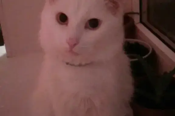 Кошки потеряшки, Саранск, фото: Потеряшка кот на улице Гожувская 13 в Саранске, нужна помощь