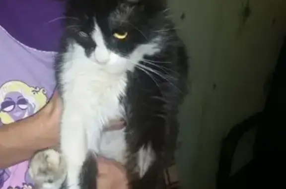 Найдена кошка на ГМР с швом на животе