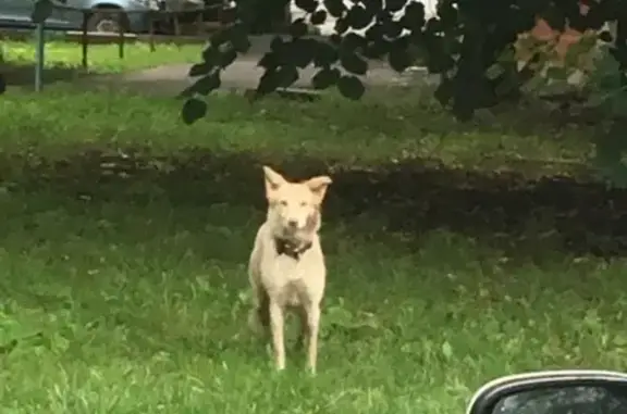 Найдена собака в районе Сокольники, Москва!