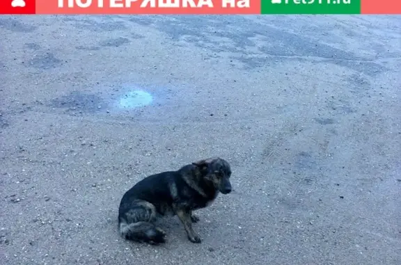 Найдена ласковая собака возле магазина в Привалке, Гродно, Беларусь