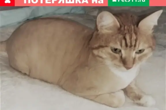 Кошки потеряшки, Новосибирск, фото: Потеряшка кошка Федя на ул. Зорге, дом 90, Новосибирск