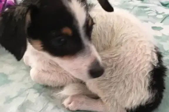 Найдена собака в Новотроицке