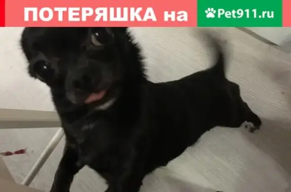 Пропала собака Девочка в Кантемирово, Московская область
