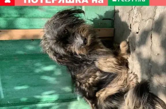 Найдена собака на улице Повстанческая 53 в Ейске