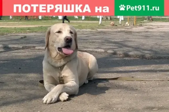 Пропала собака в Переславле-Залесском, Ярославская область