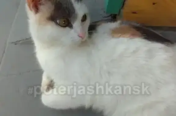 Найдена трёхцветная кошка на ул. Державина в Новосибирске