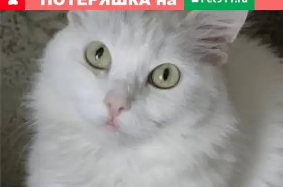 Кошки потеряшки, Москва, фото: Потеряшка кошка на ул. Алексея Дикого 20, м. Новогиреево.