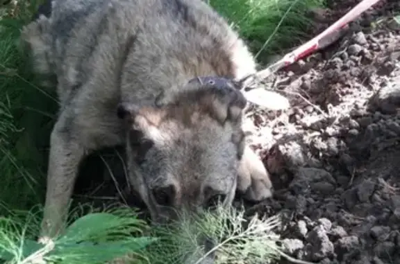 Собаки потеряшки, Москва, фото: Потеряшка собака в Раменском СНТ Арена