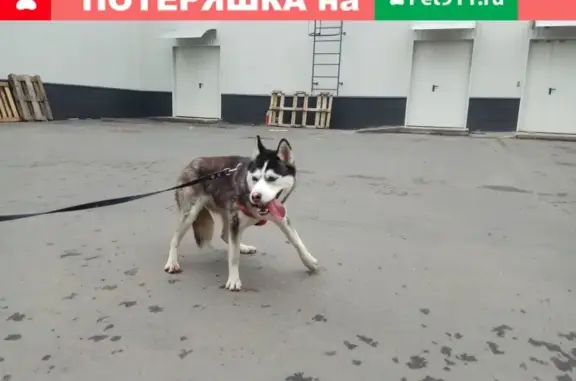 Найдена собака Хаска на Вешняковской улице